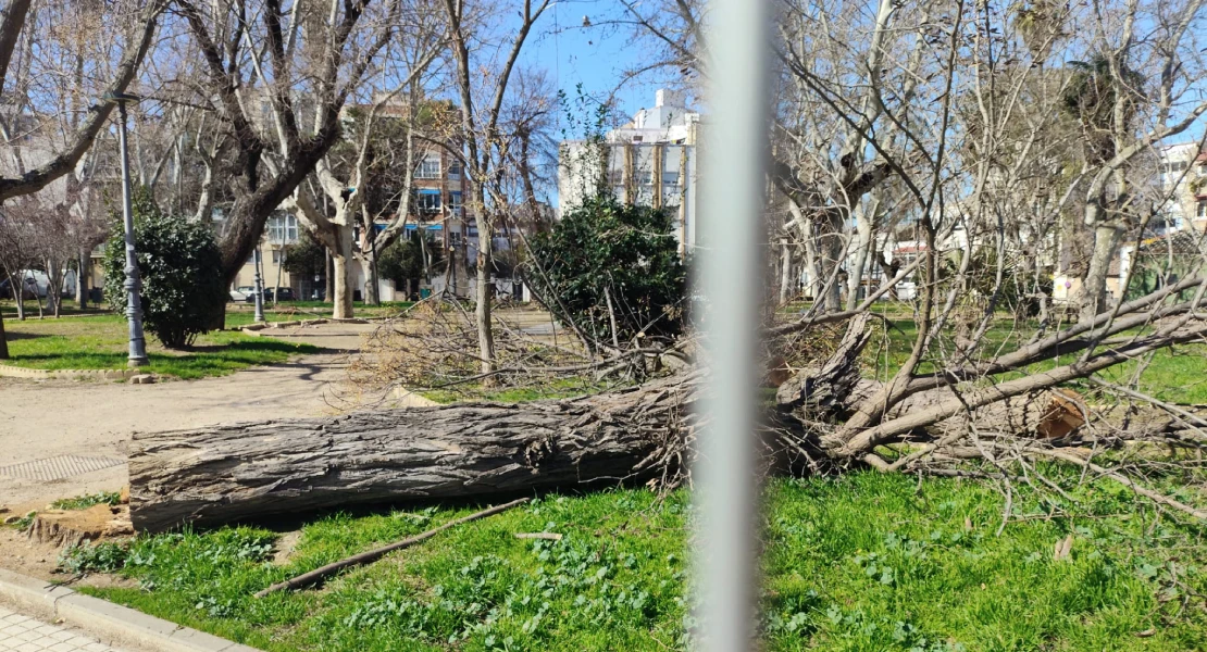 Talan árboles "perfectamente sanos" en el parque López de Ayala de Mérida