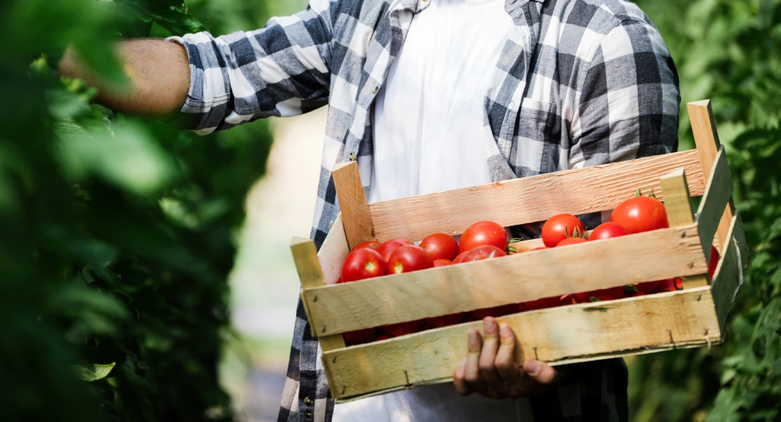 Los precios impuestos por las industrias a los tomateros extremeños "son un atraco"