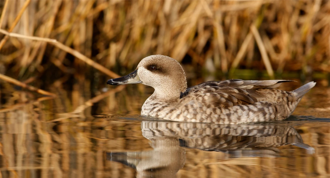 SEO/BirdLife identifica un millón de hectáreas nuevas como Áreas Importantes para las Aves (IBA)