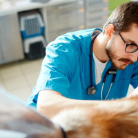 Los veterinarios de Badajoz cerrarán sus puertas a modo de protesta