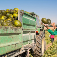 Extremadura pedirá a Planas que cambie la Ley de la Cadena Alimentaria