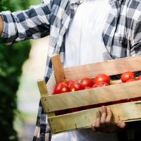 Los precios impuestos por las industrias a los tomateros extremeños "son un atraco"