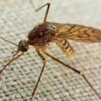 Refuerzan un año más el control de mosquitos en las Vegas Altas