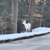 El ciervo albino del que todos hablan: una imagen insólita de esta rara especie