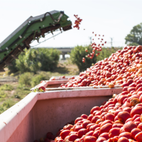 Denuncian el abandono al sector del tomate. "No entra en los planes de Guardiola"