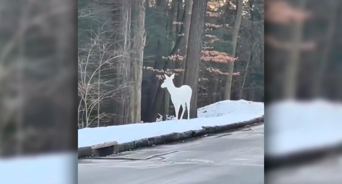 El ciervo albino del que todos hablan: una imagen insólita de esta rara especie