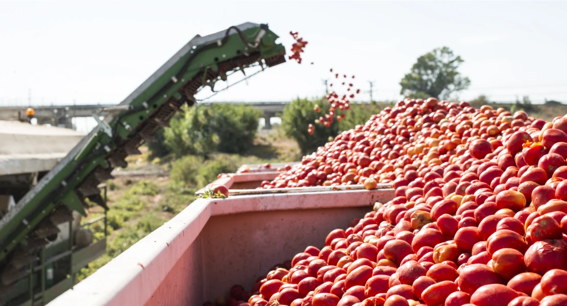 Denuncian el abandono al sector del tomate. "No entra en los planes de Guardiola"